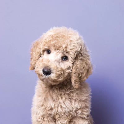 Oliver The Rescue Puppy by Sophie Gamand art print