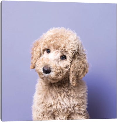 Oliver The Rescue Puppy Canvas Art Print - Poodle Art