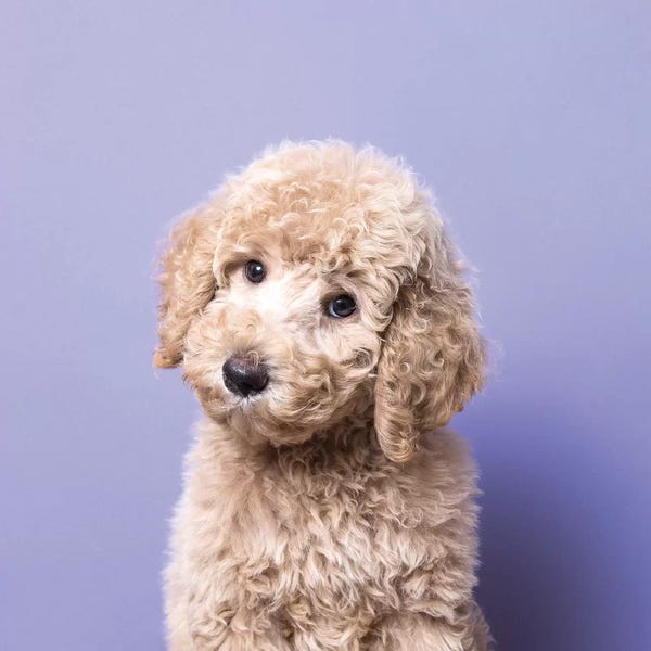 Puppies: Oliver The Rescue Puppy by Sophie Gamand