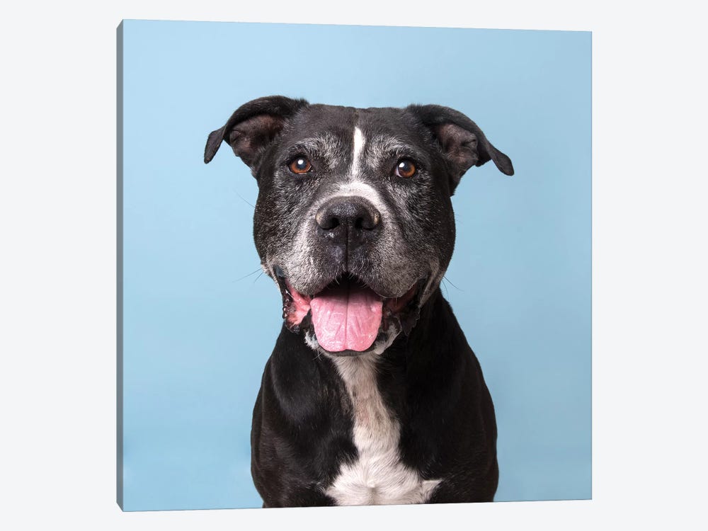Orion The Rescue Dog by Sophie Gamand 1-piece Canvas Wall Art