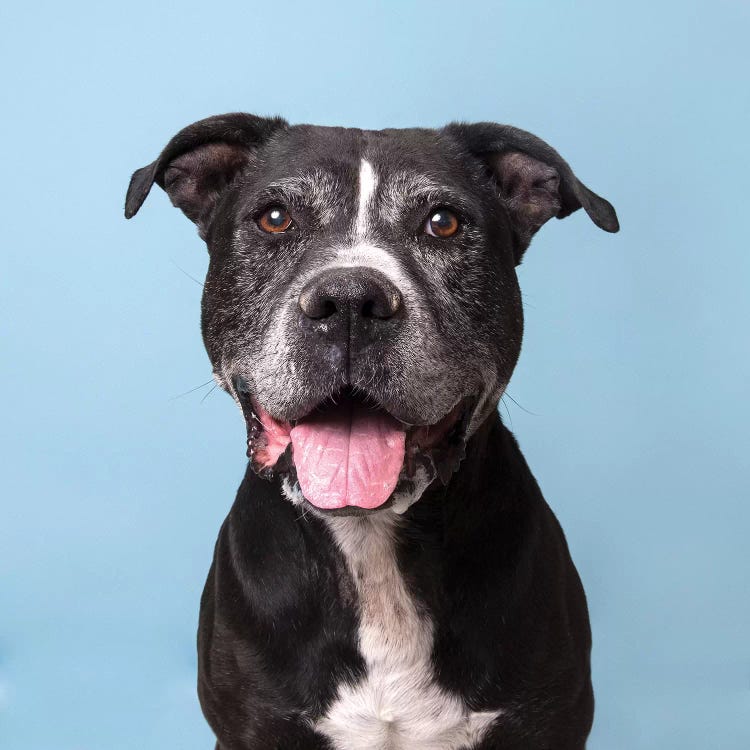 Orion The Rescue Dog by Sophie Gamand wall art