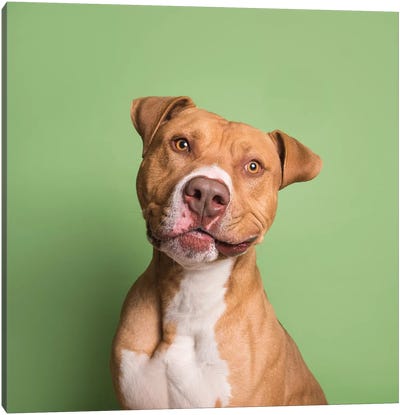 Apollo The Rescue Dog Canvas Art Print - Pit Bull Art