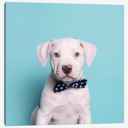 Parlay The Rescue Puppy Canvas Print #SGM70} by Sophie Gamand Canvas Artwork