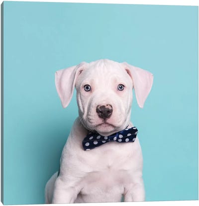 Parlay The Rescue Puppy Canvas Art Print - Staffordshire Bull Terrier Art