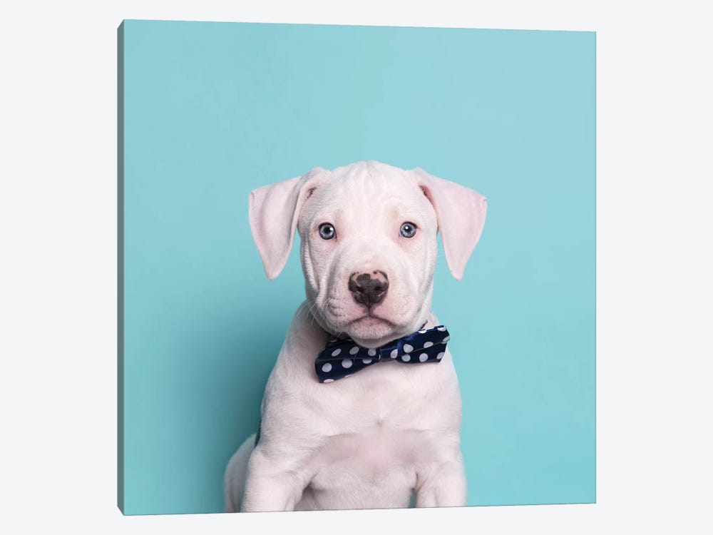 Parlay The Rescue Puppy by Sophie Gamand 1-piece Canvas Artwork