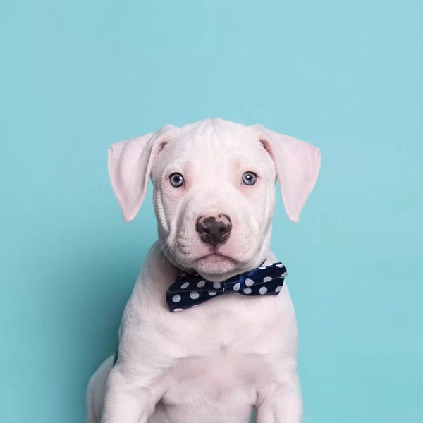 American Staffordshire Terriers: Parlay The Rescue Puppy by Sophie Gamand