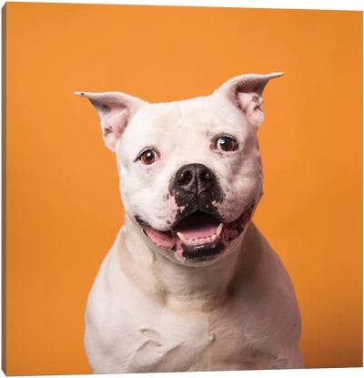 Patton The Rescue Dog Canvas Art Print - American Bulldogs