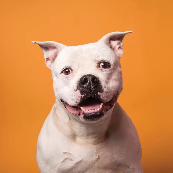 American Bulldogs: Patton The Rescue Dog by Sophie Gamand