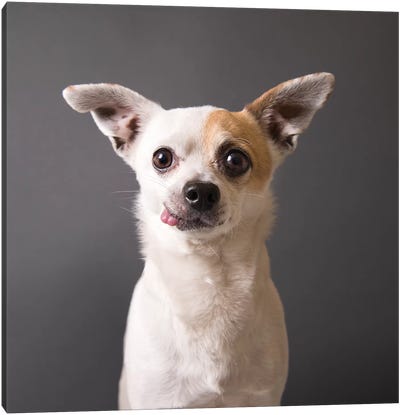 Peanut The Rescue Dog Canvas Art Print - Chihuahua Art