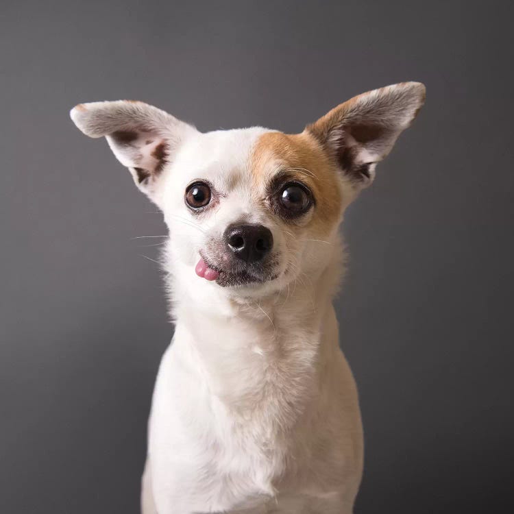 Peanut The Rescue Dog by Sophie Gamand wall art