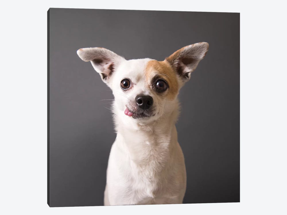 Peanut The Rescue Dog by Sophie Gamand 1-piece Canvas Wall Art