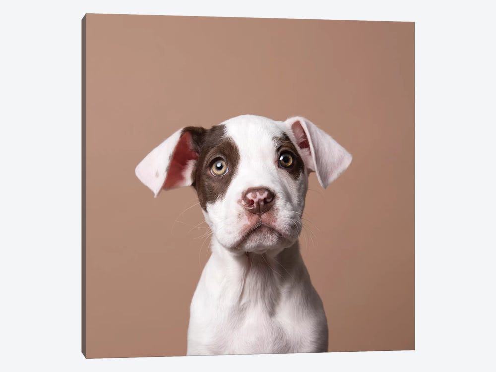 Phoebe The Rescue Puppy by Sophie Gamand 1-piece Canvas Print