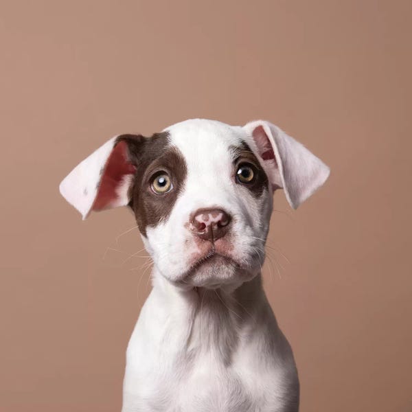 American Staffordshire Terriers: Phoebe The Rescue Puppy by Sophie Gamand