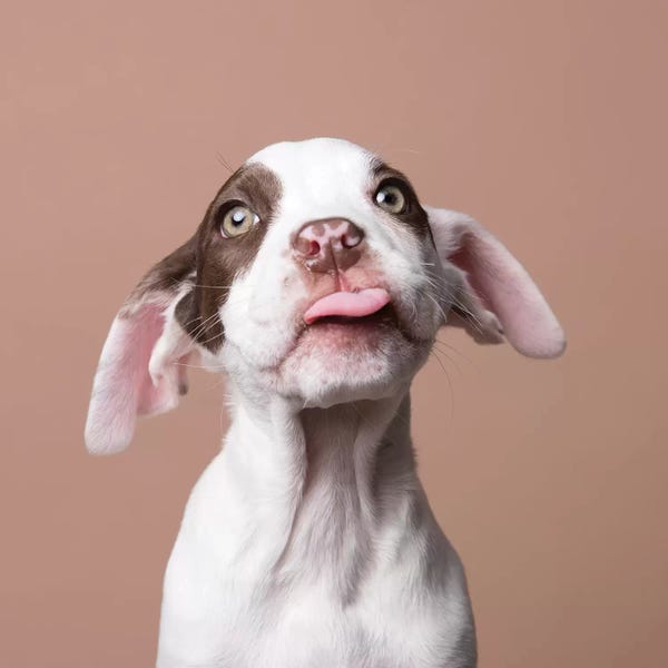 American Staffordshire Terriers: Phoebe The Rescue Puppy, Tongue Out by Sophie Gamand