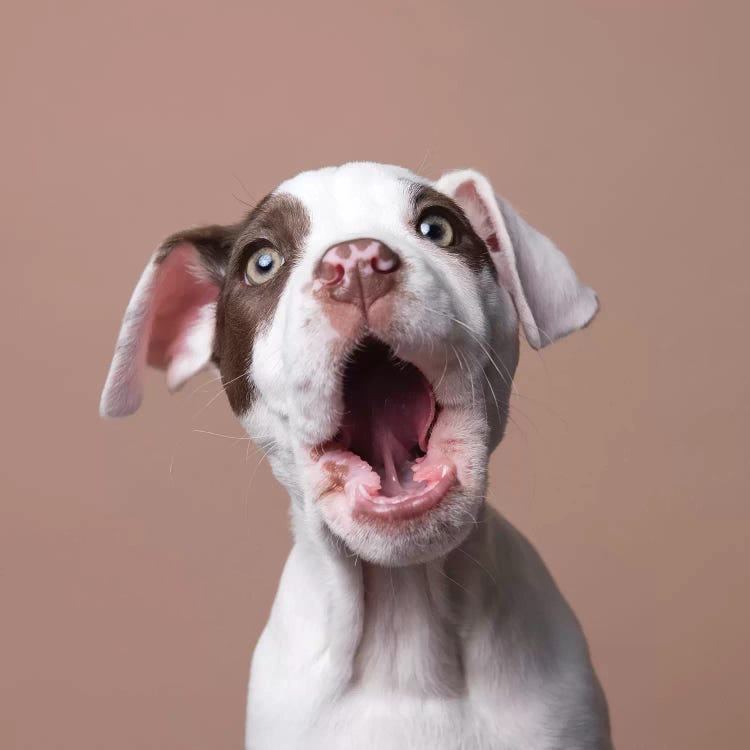 Phoebe The Rescue Puppy, Wow! by Sophie Gamand wall art