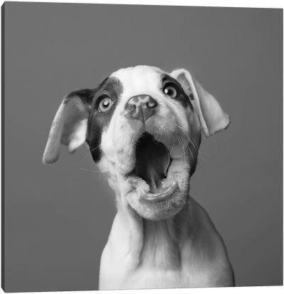 Phoebe The Rescue Dog, Black & White Canvas Art Print - Animal & Pet Photography