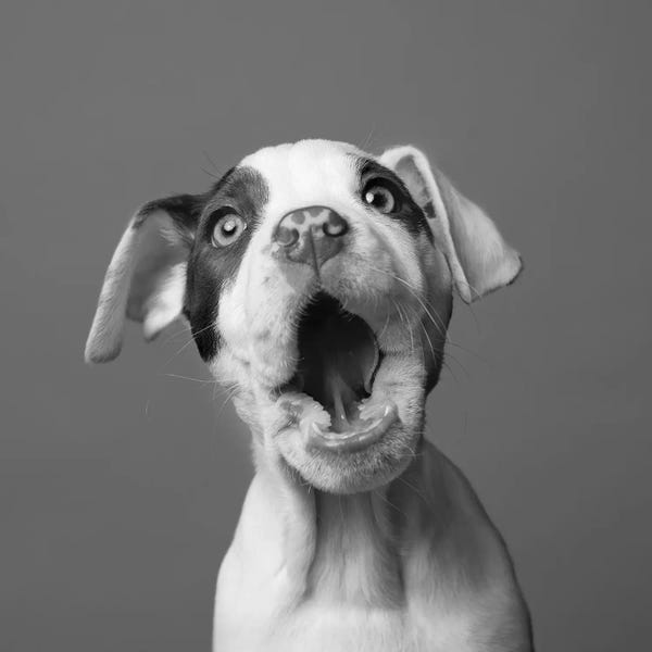 Rescue Dogs: Phoebe The Rescue Dog, Black & White by Sophie Gamand