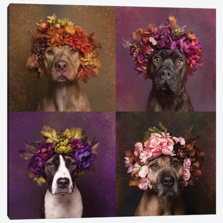Pit Bull Flower Power, Brenda, Chopper, Suzie And Sweetie Canvas Print #SGM77} by Sophie Gamand Art Print