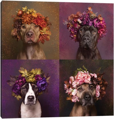 Pit Bull Flower Power, Brenda, Chopper, Suzie And Sweetie Canvas Art Print - Rescue Dog Art