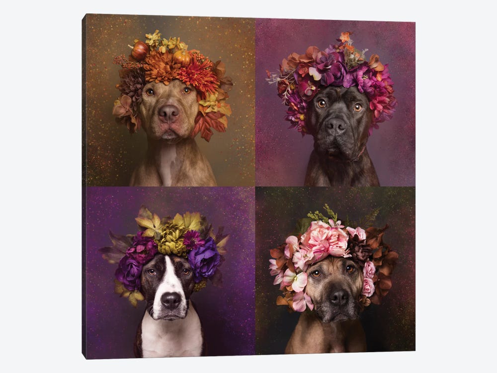 Pit Bull Flower Power, Brenda, Chopper, Suzie And Sweetie by Sophie Gamand 1-piece Canvas Art Print
