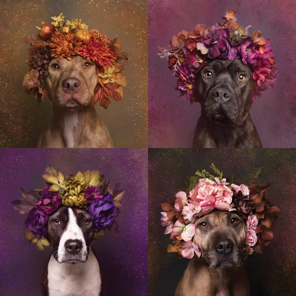 Fashion Photography: Pit Bull Flower Power, Brenda, Chopper, Suzie And Sweetie by Sophie Gamand