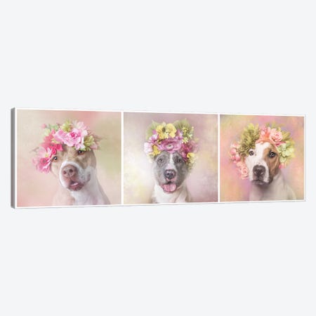 Pit Bull Flower Power, Bridie, Dice And Chita Canvas Print #SGM78} by Sophie Gamand Canvas Art