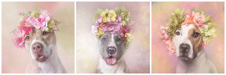 Pit Bull Flower Power, Bridie, Dice And Chita by Sophie Gamand wall art