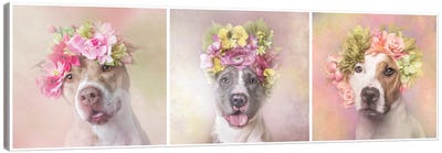 Pit Bull Flower Power, Bridie, Dice And Chita Canvas Art Print - Sophie Gamand