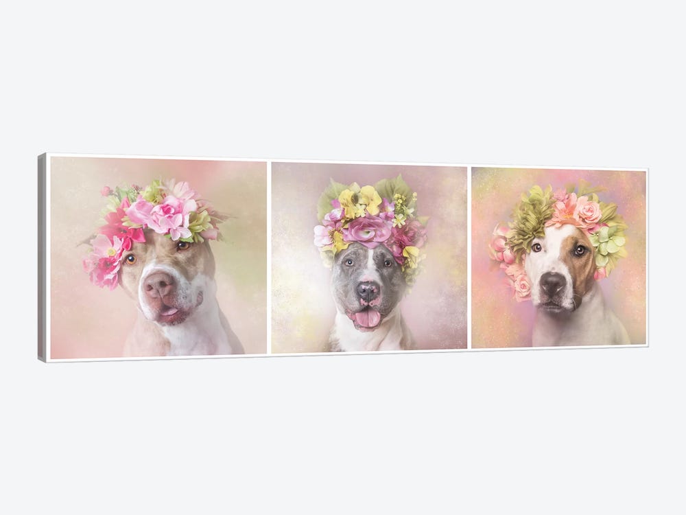 Pit Bull Flower Power, Bridie, Dice And Chita by Sophie Gamand 1-piece Canvas Wall Art