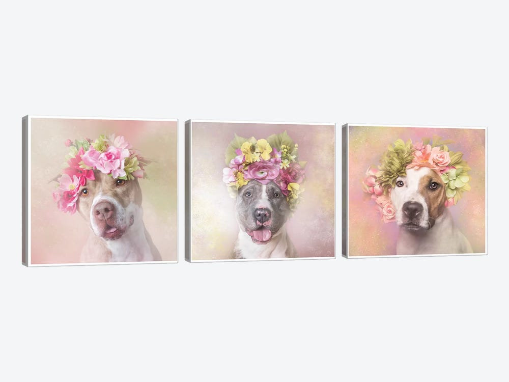 Pit Bull Flower Power, Bridie, Dice And Chita by Sophie Gamand 3-piece Canvas Wall Art