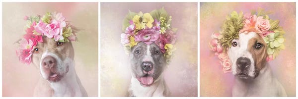 Rescue Dogs: Pit Bull Flower Power, Bridie, Dice And Chita by Sophie Gamand