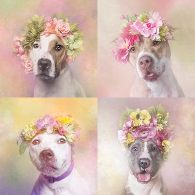 Pit Bull Flower Power, Chita, Bridie, Erica And Dice by Sophie Gamand canvas print