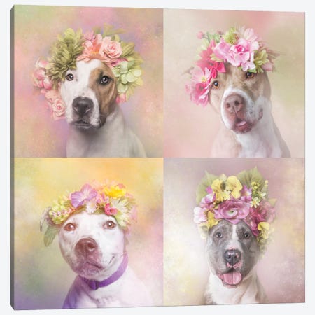 Pit Bull Flower Power, Chita, Bridie, Erica And Dice Canvas Print #SGM79} by Sophie Gamand Canvas Artwork