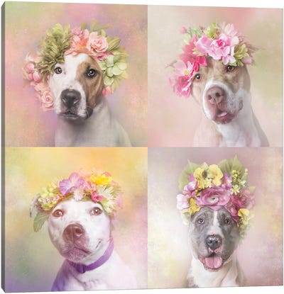 Pit Bull Flower Power, Chita, Bridie, Erica And Dice Canvas Art Print - Sophie Gamand
