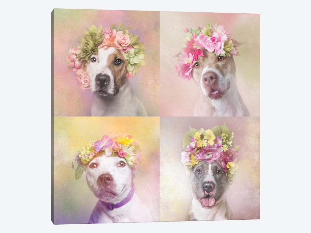 Pit Bull Flower Power, Chita, Bridie, Erica And Dice by Sophie Gamand 1-piece Canvas Art Print