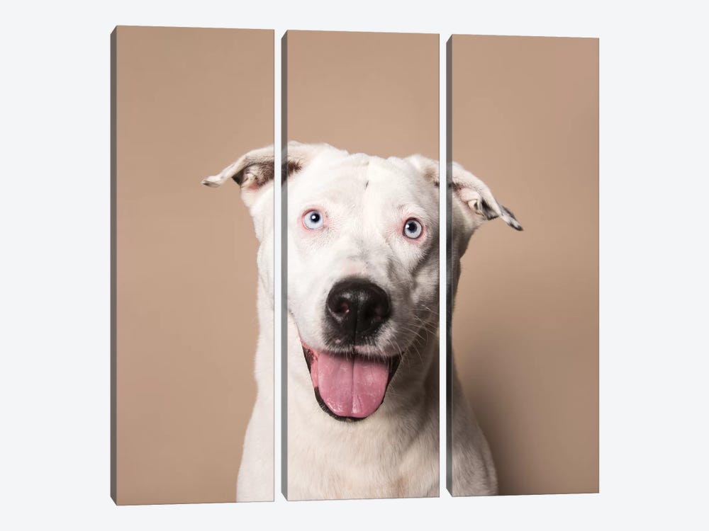 Ariel The Rescue Dog by Sophie Gamand 3-piece Canvas Wall Art