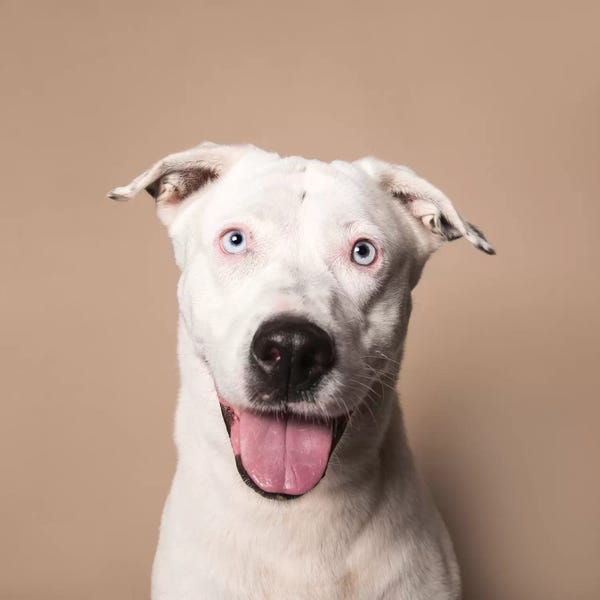 American Staffordshire Terriers: Ariel The Rescue Dog by Sophie Gamand