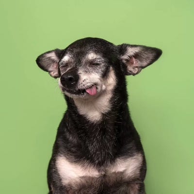 Asa The Rescue Dog by Sophie Gamand canvas print