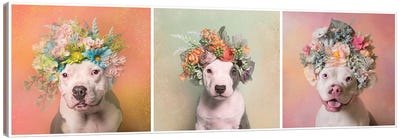 Pit Bull Flower Power, Lucy, Treasure And Rain Canvas Art Print - Pet Industry