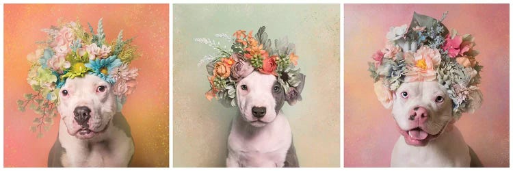 Pit Bull Flower Power, Lucy, Treasure And Rain