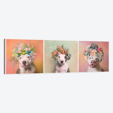 Pit Bull Flower Power, Lucy, Treasure And Rain Canvas Print #SGM80} by Sophie Gamand Canvas Art Print