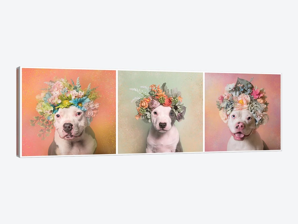 Pit Bull Flower Power, Lucy, Treasure And Rain by Sophie Gamand 1-piece Canvas Print