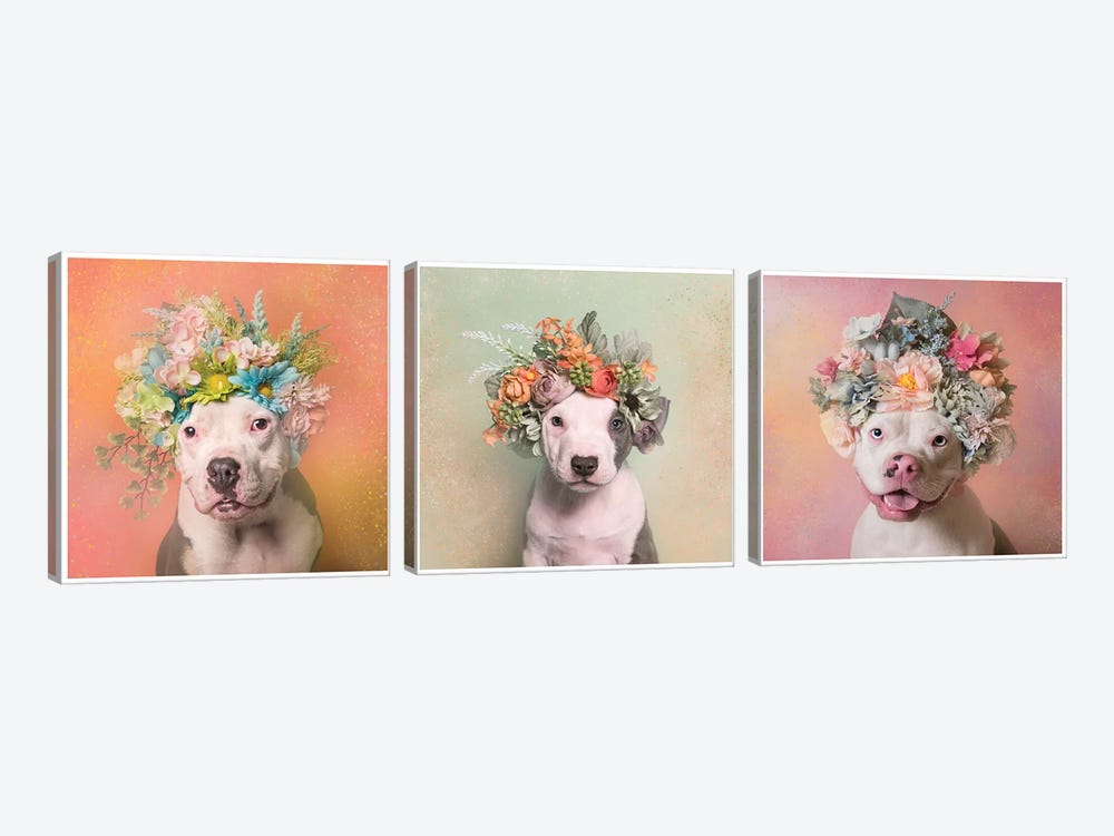Pit Bull Flower Power, Lucy, Treasure And Rain by Sophie Gamand 3-piece Canvas Art Print