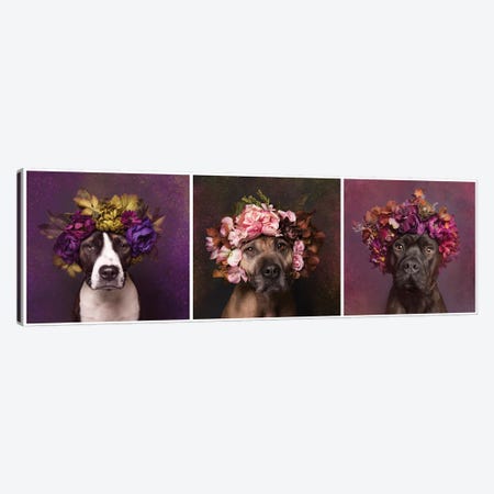 Pit Bull Flower Power, Suzie, Sweetie And Chopper Canvas Print #SGM81} by Sophie Gamand Canvas Print