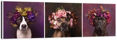 Pit Bull Flower Power, Suzie, Sweetie And Chopper Canvas Art Print