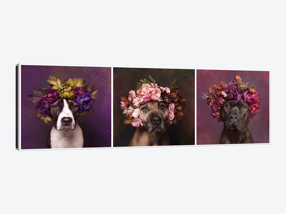 Pit Bull Flower Power, Suzie, Sweetie And Chopper by Sophie Gamand 1-piece Canvas Art