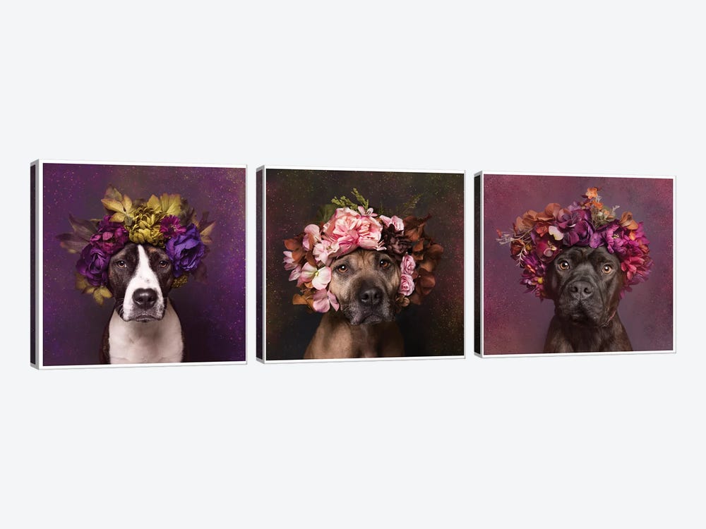 Pit Bull Flower Power, Suzie, Sweetie And Chopper by Sophie Gamand 3-piece Canvas Artwork