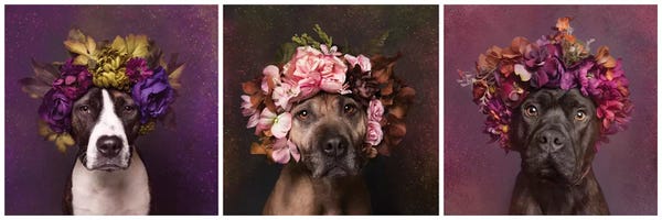 Pit Bulls: Pit Bull Flower Power, Suzie, Sweetie And Chopper by Sophie Gamand