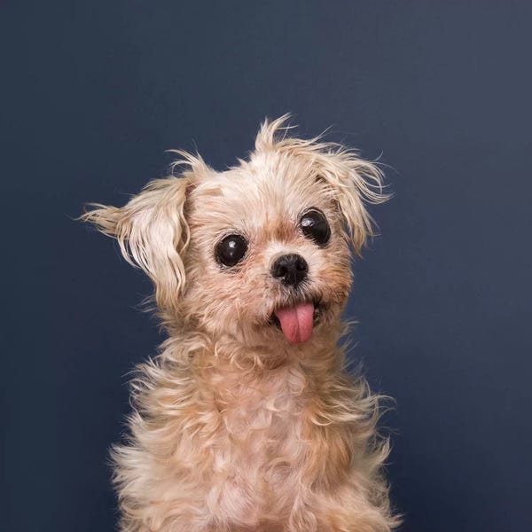 Rescue Dogs: Pocket The Rescue Dog by Sophie Gamand