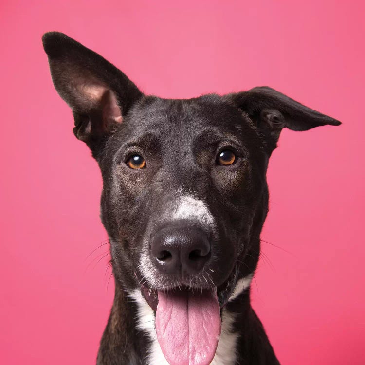 Pongo The Rescue Dog by Sophie Gamand wall art